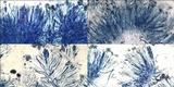 Lecania spadicea image