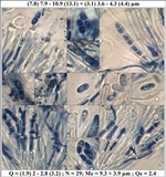 Lecania spadicea image