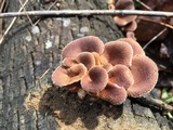 Panus neostrigosus image