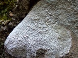 Ochrolechia parella image
