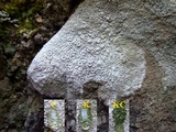 Ochrolechia parella image