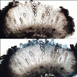 Ochrolechia parella image