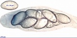 Ochrolechia parella image