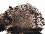 Rinodina roboris image