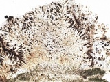 Rinodina roboris image