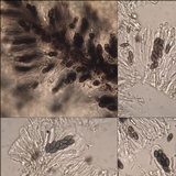 Rinodina roboris image