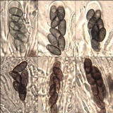 Rinodina roboris image