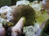 Agaricus micromegethus image