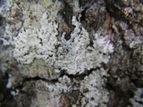 Physcia tribacioides image
