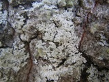 Physcia tribacioides image