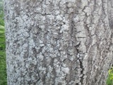Physcia tribacioides image