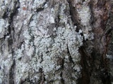 Physcia tribacioides image