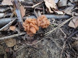 Gyromitra korfii image