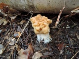 Gyromitra korfii image
