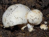 Russula albolutescens image