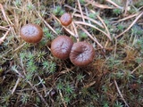 Psilocybe montana image