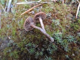 Psilocybe montana image
