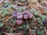 Psilocybe montana image