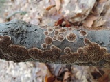 Hydnochaete olivacea image