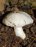 Russula albolutescens image