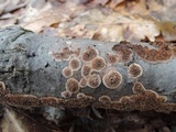 Hydnochaete olivacea image