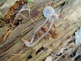 Mycena stipata image