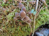 Mycena stipata image