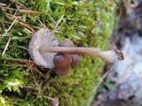 Mycena stipata image