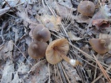 Entoloma vernum image