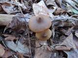 Entoloma vernum image