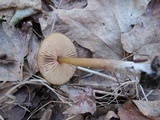 Entoloma vernum image
