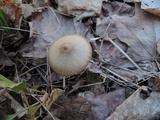 Entoloma vernum image