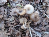 Entoloma vernum image