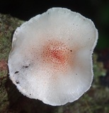 Ripartitella brasiliensis image