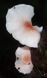 Ripartitella brasiliensis image