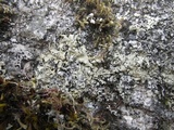 Xanthoparmelia stenophylla image