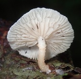 Ripartitella brasiliensis image