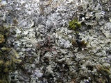 Xanthoparmelia stenophylla image