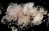 Hydnopolyporus fimbriatus image