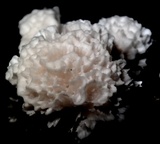 Hydnopolyporus fimbriatus image