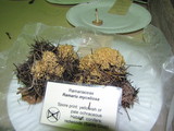 Phaeoclavulina myceliosa image