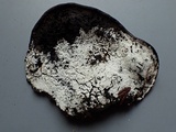 Sistotrema brinkmannii image