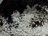 Sistotrema brinkmannii image