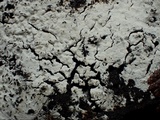 Sistotrema brinkmannii image