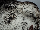 Sistotrema brinkmannii image