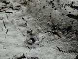 Sistotrema brinkmannii image