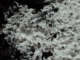 Sistotrema brinkmannii image