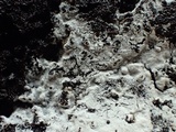 Sistotrema brinkmannii image