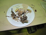Gymnopus peronatus image