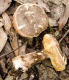 Austroboletus longipes image